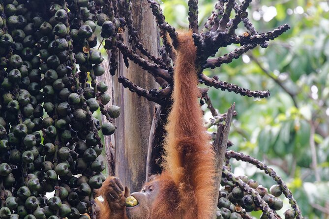 3-Day Bukit Lawang Tour Including 1-Day Ethical Jungle Trekking - Group size and service style: small and hands-on
