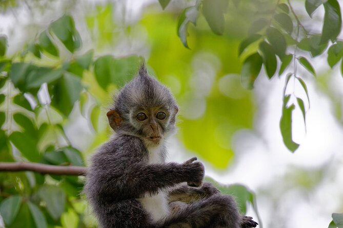 3-Day Bukit Lawang Tour Including 1-Day Ethical Jungle Trekking - Who should book this Bukit Lawang and Gunung Leuser combo?