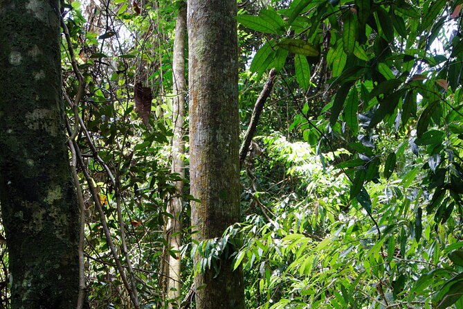 3-Day Bukit Lawang Tour Including 1-Day Ethical Jungle Trekking - Day 1 in Bukit Lawang: village time, bat cave chances, then sleep well