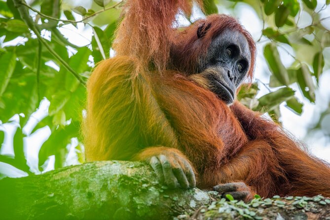 3-Day Ethical Orangutan Jungle Trek | Bukit Lawang, Sumatra - Key Things I’d Watch For on This Trek