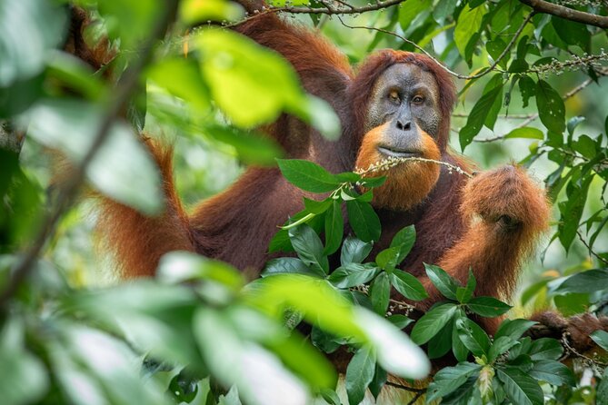 3-Day Ethical Orangutan Jungle Trek | Bukit Lawang, Sumatra - Ethics That Actually Impacts People and Animals