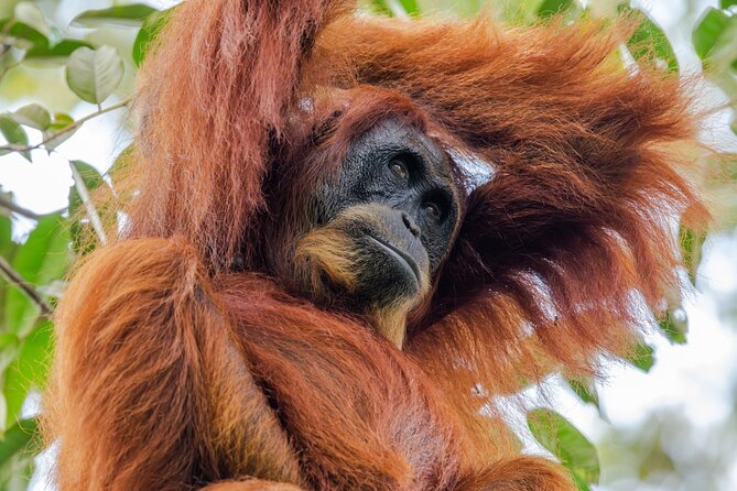 3-Day Ethical Orangutan Jungle Trek | Bukit Lawang, Sumatra - Day 1 in Gunung Leuser National Park: Trekking With an Expert Eye