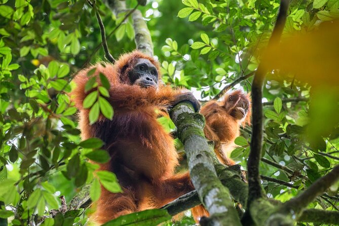 3-Day Ethical Orangutan Jungle Trek | Bukit Lawang, Sumatra - Day 3 Exit and River Tubing: Your Final Jungle Taxi Ride