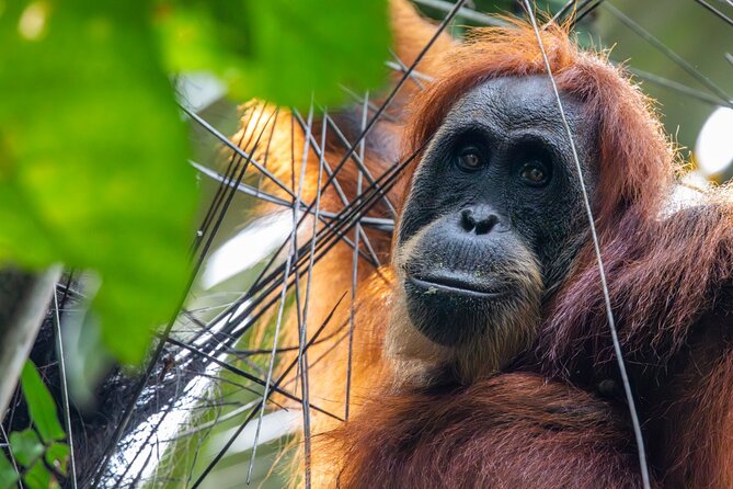 3-Day Ethical Orangutan Jungle Trek | Bukit Lawang, Sumatra - English-Speaking Guides You Can Actually Talk To