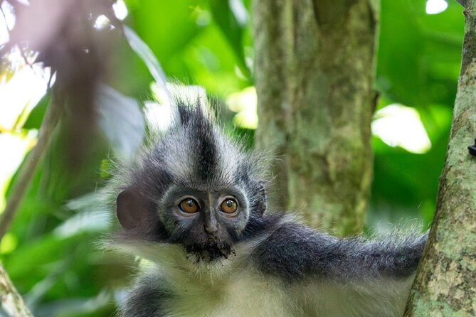 3-Day Ethical Orangutan Jungle Trek | Bukit Lawang, Sumatra - Meeting in Bukit Lawang: Starting Right at 9:00 am