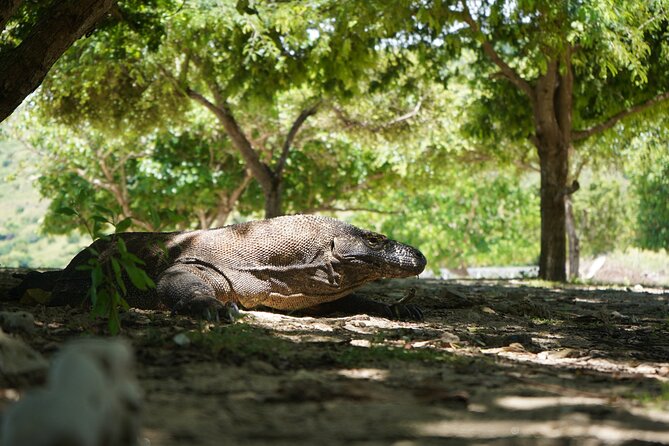 3 Days Deluxe Boat Private Cabin Sailing Trip in Komodo Island - Day 3: Kanawa’s white sand and coral reef time
