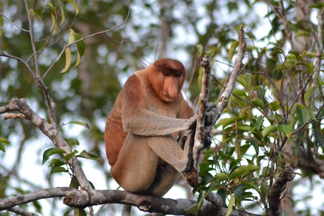 3 Days Deluxe Cabin Houseboat Orangutan Tanjung Puting - A Klotok houseboat that turns Tanjung Puting into a 3-day flow