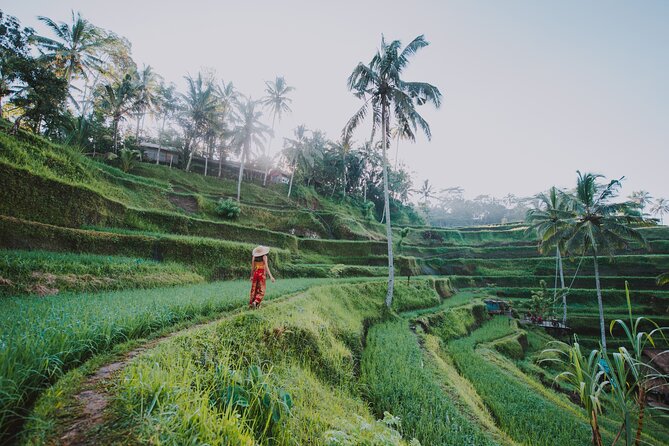 3 Days for the best of Ubud Private Tour - Price and logistics: what $195 covers, and why it can be smart value