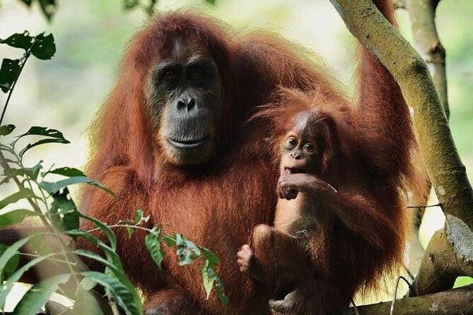 3 Days Orangutan Sumatra Jungle Trekking with Rafting - What Makes This 3-Day Orangutan Trek Feel Worth It