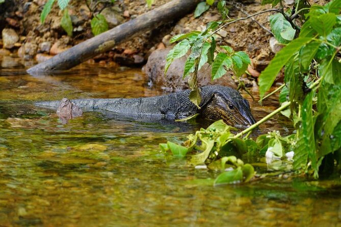 3 Days Orangutan Sumatra Jungle Trekking with Rafting - Day 2: Deeper Forest Trails, Birds, and the Best Wildlife Window