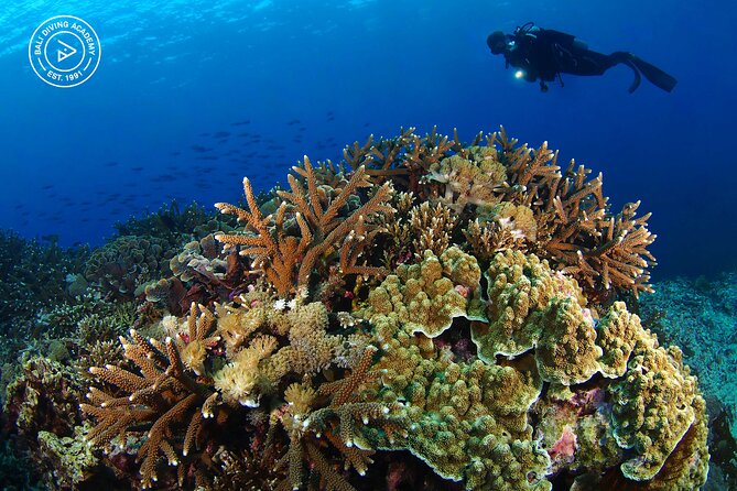 3 Epic Dives in Nusa Penida - Certified Divers' Day Trip - Nusa Penida underwater sessions: mantas, reefs, and named bays
