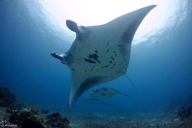 3D2N Sailing Komodo Living on Board Fiday to Sunday (Labuan Bajo) - Price and Value: $275 Plus the Komodo Entrance Fees