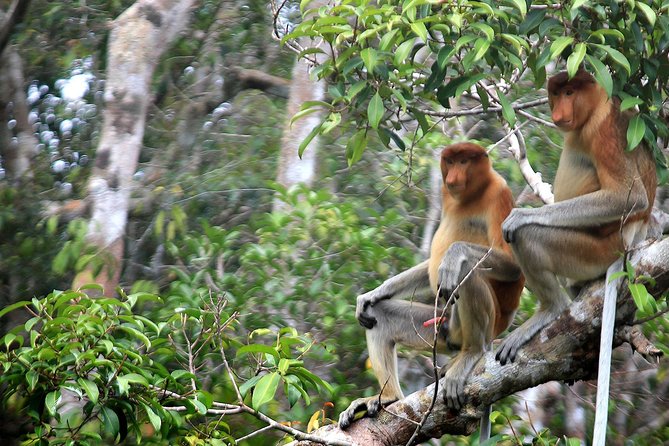 3ns Private Orangutan and Bornean Primates Kelotok Tour - Camp Leakey on Day 2: tea-colored creeks and conservation history