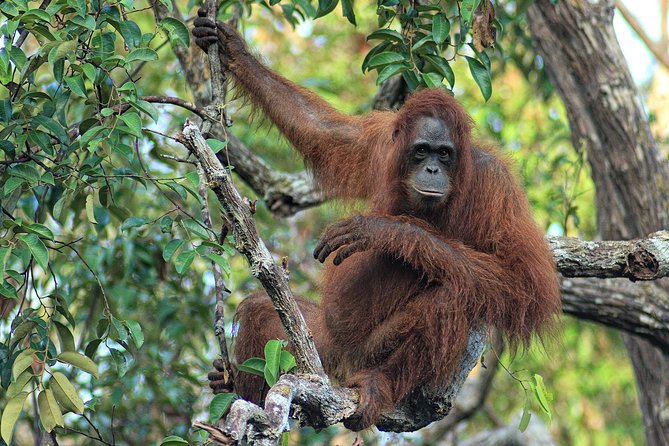 3ns Private Orangutan and Bornean Primates Kelotok Tour - Tree planting in your name: what it means on a conservation trip