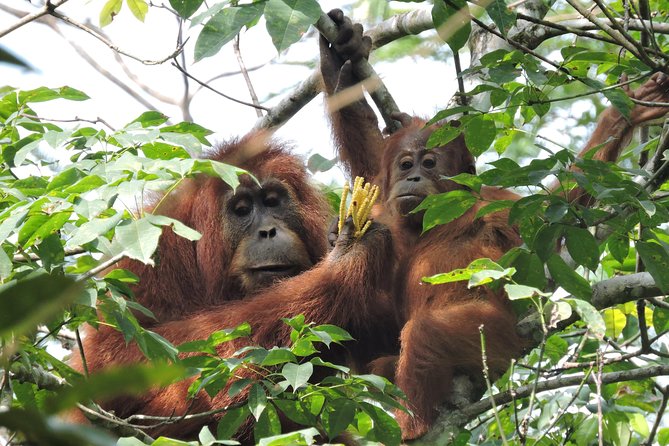 4 Day Jungle Adventure including 2 day trek - Price and value: why $391 can feel fair for this much planning