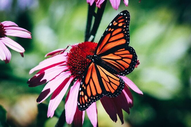 4-Hour Private Tour in Jatiluwih Terraces and Butterfly Park - Key Highlights