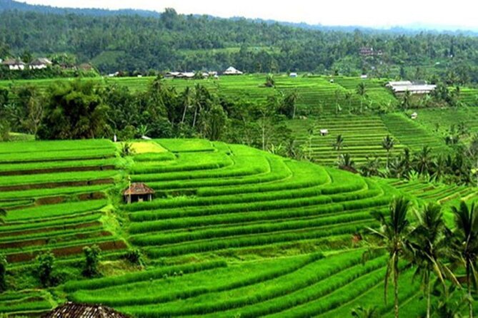 4-Hour Private Tour in Jatiluwih Terraces and Butterfly Park - Your Driver Makes the Day Feel Effortless