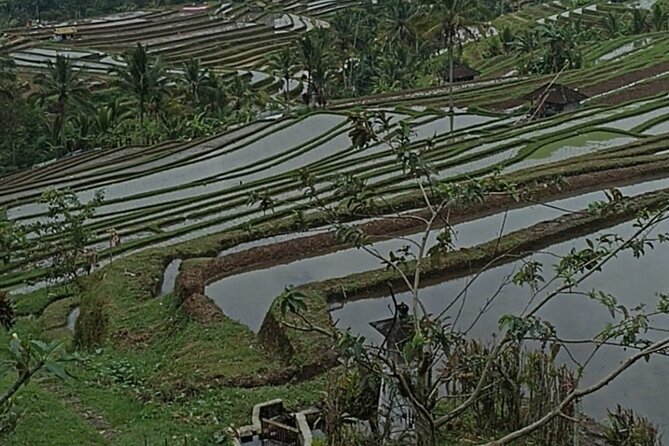 4-Hour Private Tour in Jatiluwih Terraces and Butterfly Park - What You Get For $70, And What Costs Extra
