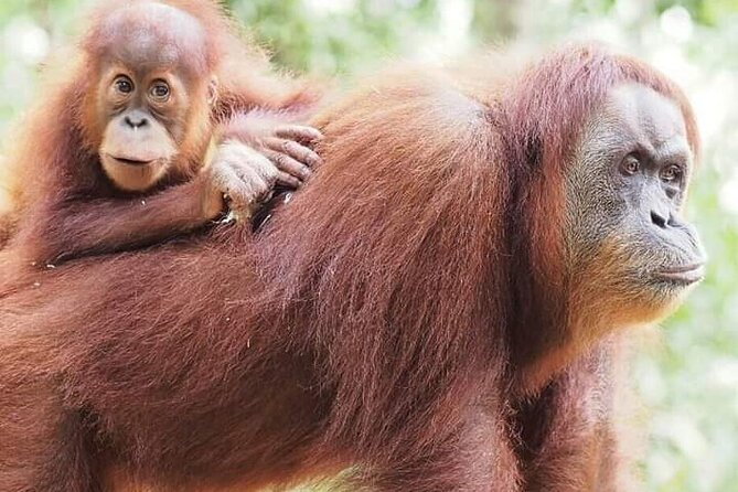 5 Day's 4 Night's jungle Tour trekking in Bukit Lawang - Key points to know before you go