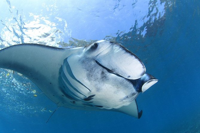 5 Fun Dives in Nusa Lembongan (for certified divers) - Swim with a Mola Mola - Crystal Bay, Manta Point, and the rest: what each stop tends to deliver