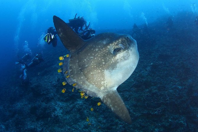 5 Fun Dives in Nusa Lembongan (for certified divers) - Swim with a Mola Mola - Season reality check: mantas are the plan, mola mola are the wildcard