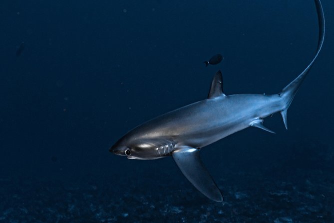 5 Fun Dives in Nusa Lembongan (for certified divers) - Swim with a Mola Mola - Two days, five sessions: how the week-long rule changes your planning