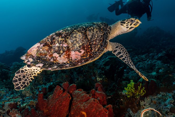 5 Fun Dives in Pemuteran (for certified divers) - Exploration in Menjangan Park - Pemuteran and Menjangan: Why this part of Bali makes sense