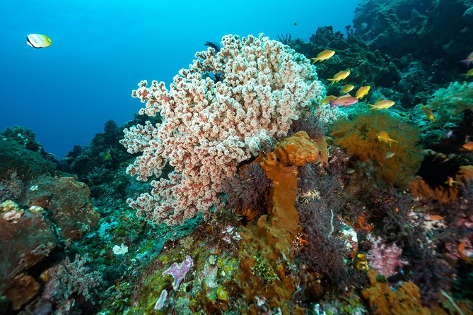 5 Fun Dives in Pemuteran (for certified divers) - Exploration in Menjangan Park - Menjangan Park stops: what you are likely to see