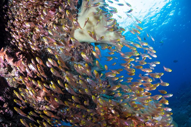 5 Fun Dives in Pemuteran (for certified divers) - Exploration in Menjangan Park - Gear, facilities, and how comfortable you’ll be between sessions