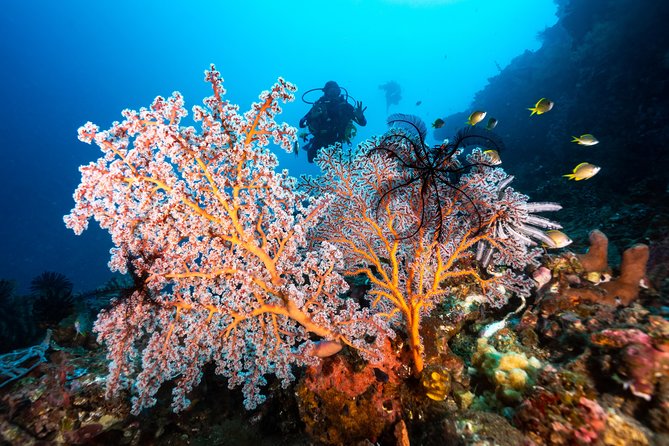 5 Fun Dives in Pemuteran (for certified divers) - Exploration in Menjangan Park - Transport, meeting point, and how to not lose time