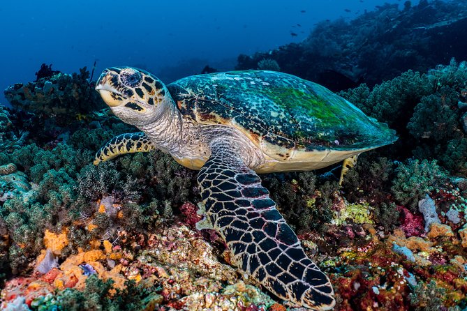 5 Fun Dives in Pemuteran (for certified divers) - Exploration in Menjangan Park - The 2-day flow: exactly how your mornings and water time work