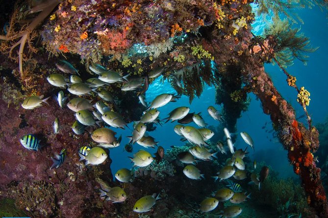 5 Fun Dives in Tulamben (for certified divers) - Discover famous diving sites - Macro and tiny species: how guides like Ketut and Gita change your results