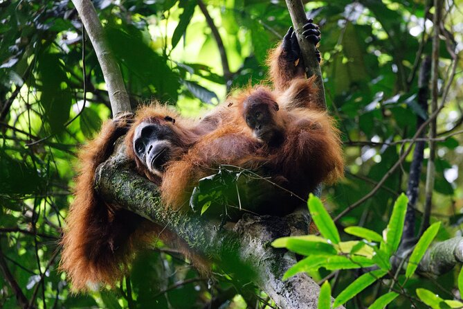 6 Days Bukit Lawang - Berastagi Tour (2D1N Jungle Treking + Sunrise Hiking) - Key highlights worth knowing