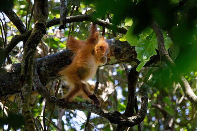 6 Days Bukit Lawang - Berastagi Tour (2D1N Jungle Treking + Sunrise Hiking) - Back in Bukit Lawang: village time, bat cave, and rafting fun