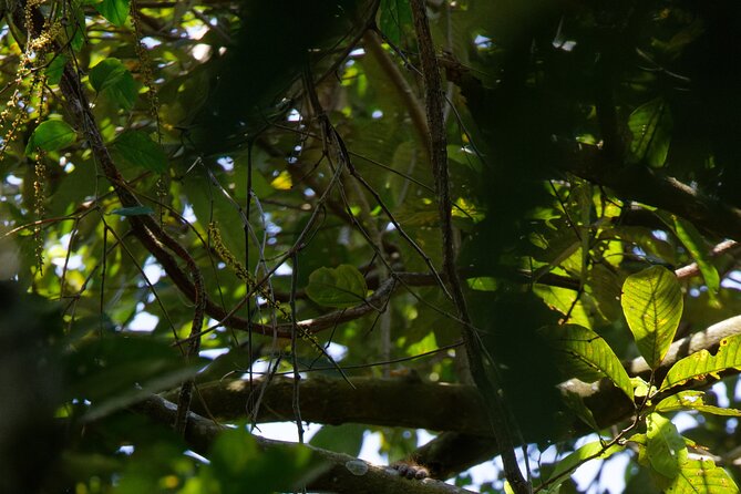 6 Days Bukit Lawang - Berastagi Tour (2D1N Jungle Treking + Sunrise Hiking) - Mount Sibayak sunrise hike: why the early morning feels worth it