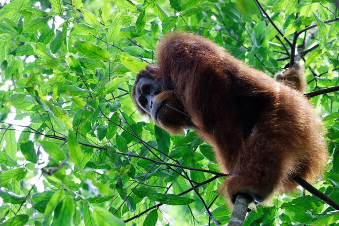 7 Days 6 Nights North Sumatra Tour (Bukit Lawang-Berastagi-Lake Toba) - Quick reasons this North Sumatra route works