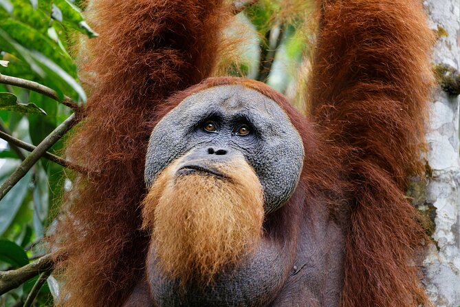 7 Days 6 Nights North Sumatra Tour (Bukit Lawang-Berastagi-Lake Toba) - North Sumatra in 7 days: the big idea