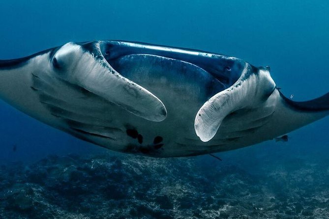 7 Fun Dives in Nusa Lembongan (for certified divers) - Premium Value Package - The Base Experience: Wi-Fi, Lockers, Showers, and a Real Schedule