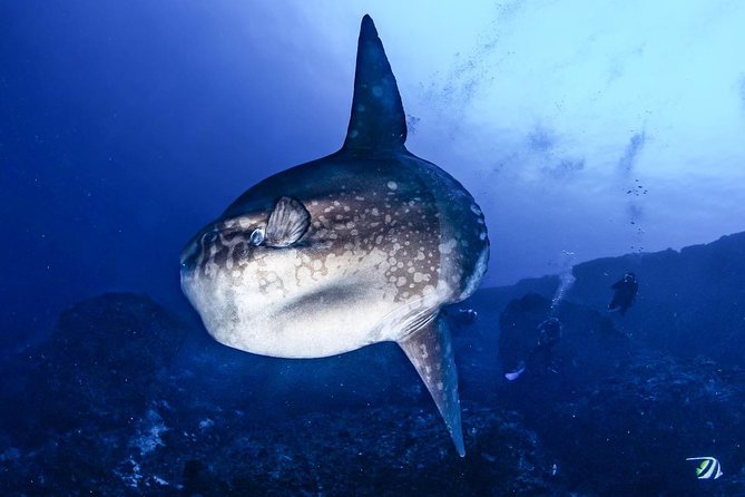7 Fun Dives in Nusa Lembongan (for certified divers) - Premium Value Package - Your 7-Session Plan: What Those Named Sites Mean