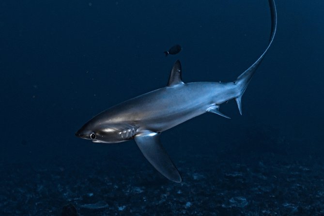 7 Fun Dives in Nusa Lembongan (for certified divers) - Premium Value Package - Manta Rays and Mola Mola: How to Think About Big Encounters