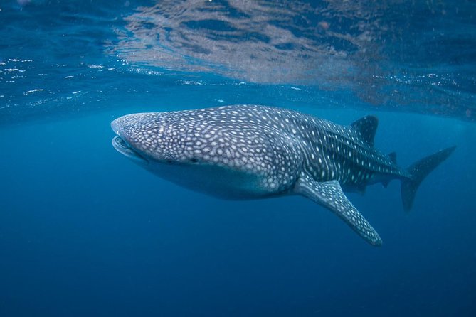 7 Fun Dives in Nusa Lembongan (for certified divers) - Premium Value Package - Meet the Staff Vibe: Friendly, Professional, and Hands-On