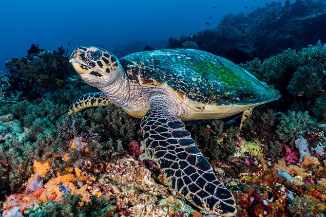 7 Fun Dives in Pemuteran (for certified divers) - Exploration in Menjangan Park - Menjangan Park From Pemuteran: Why People Want This Area