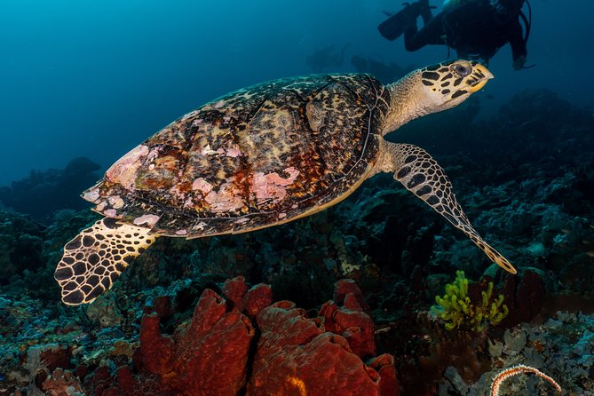 7 Fun Dives in Pemuteran (for certified divers) - Exploration in Menjangan Park - Your 7-Session Underwater Plan: How the Sites Rotate