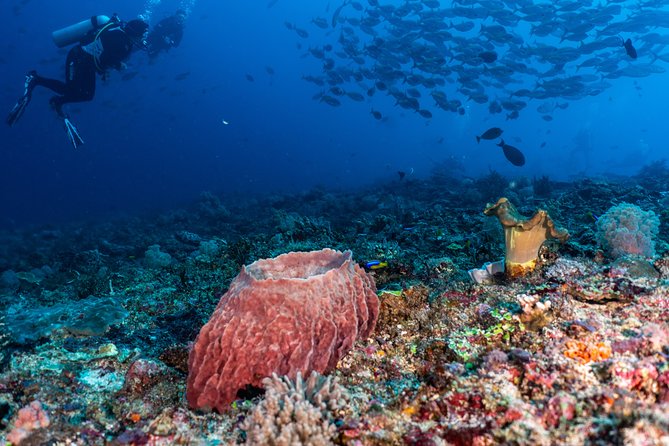 7 Fun Dives in Pemuteran (for certified divers) - Exploration in Menjangan Park - Gear, Comfort, and What’s Included Versus Not