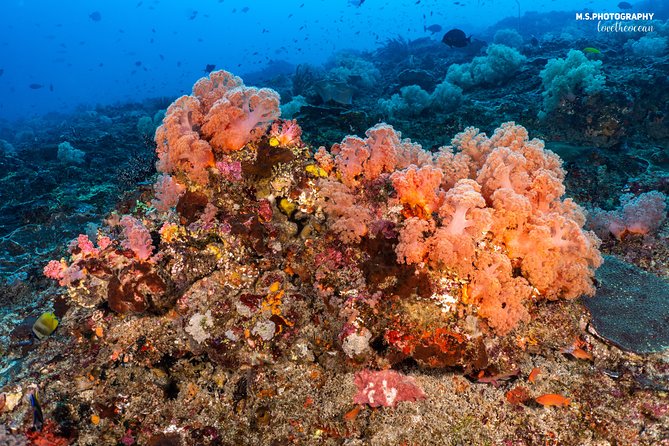 7 Fun Dives in Pemuteran (for certified divers) - Exploration in Menjangan Park - The Price: What You’re Really Paying For