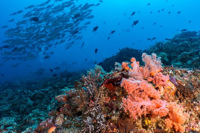7 Fun Dives in Pemuteran (for certified divers) - Exploration in Menjangan Park - Pemuteran and Pantai Pemuteran: The Pre- and Post-Water Reality