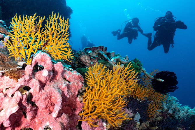7 Fun Dives in Pemuteran (for certified divers) - Exploration in Menjangan Park - Boat Days and Weather: What Can Change