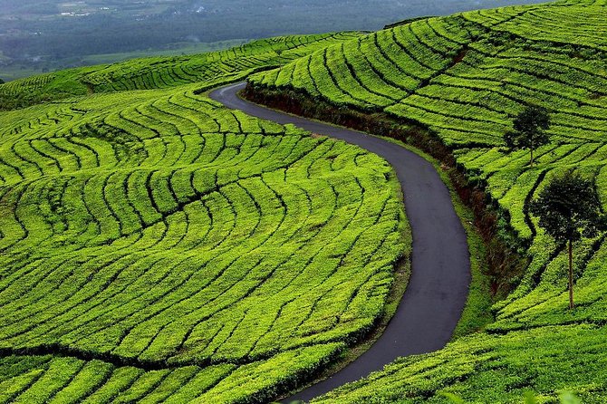 Active Volcano, Rice Field, Hot Spring, Fruit market, Tea Plantation with Lunch - The long Jakarta to Lembang run: pickup, pacing, and comfort