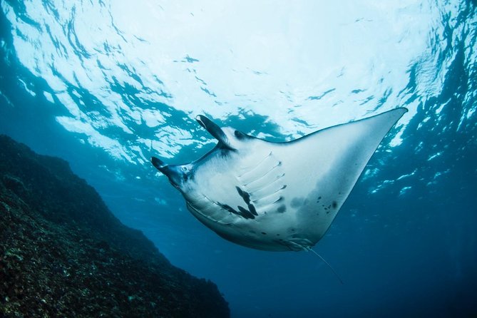 Advanced Open Water Course - Advanced Certification in Lembongan (next to Bali) - Gear included, so you can focus on skills
