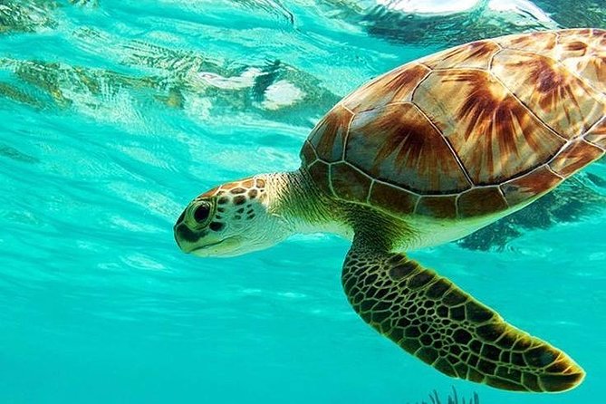 All Inclusive : Bali Blue Lagoon Snorkeling, Lunch, and Transport - Key Things That Make This Tour Worth Your Time